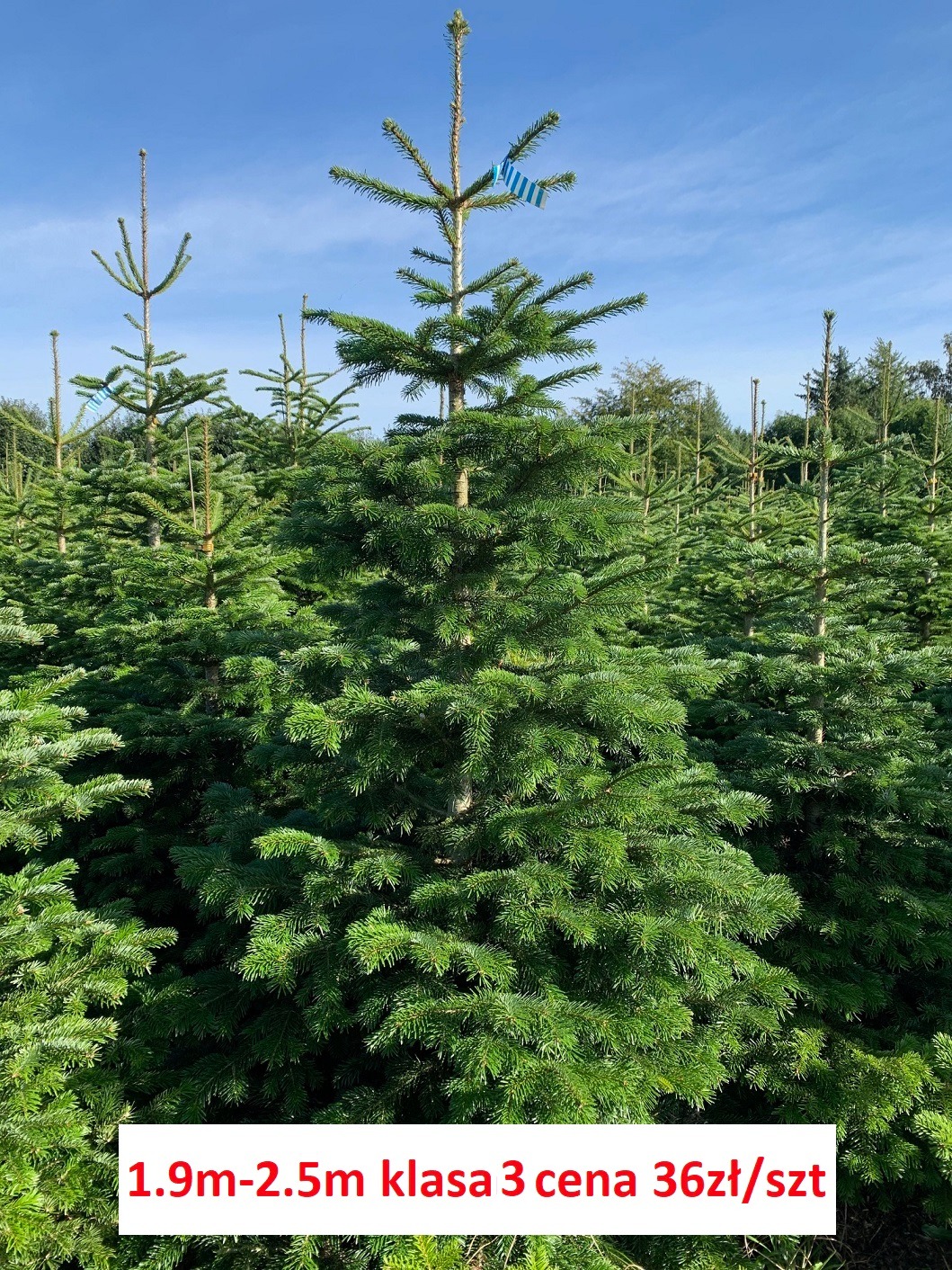 Plantacja choinek o różnych wysokościach, z niebieską etykietą na jednej z nich, informacja o klasie i cenie naniesiona na zdjęcie.