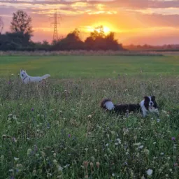 Border Collie leży w kwiecistej łące, biały pies w oddali, zachód słońca w tle, słupy wysokiego napięcia po lewej stronie.