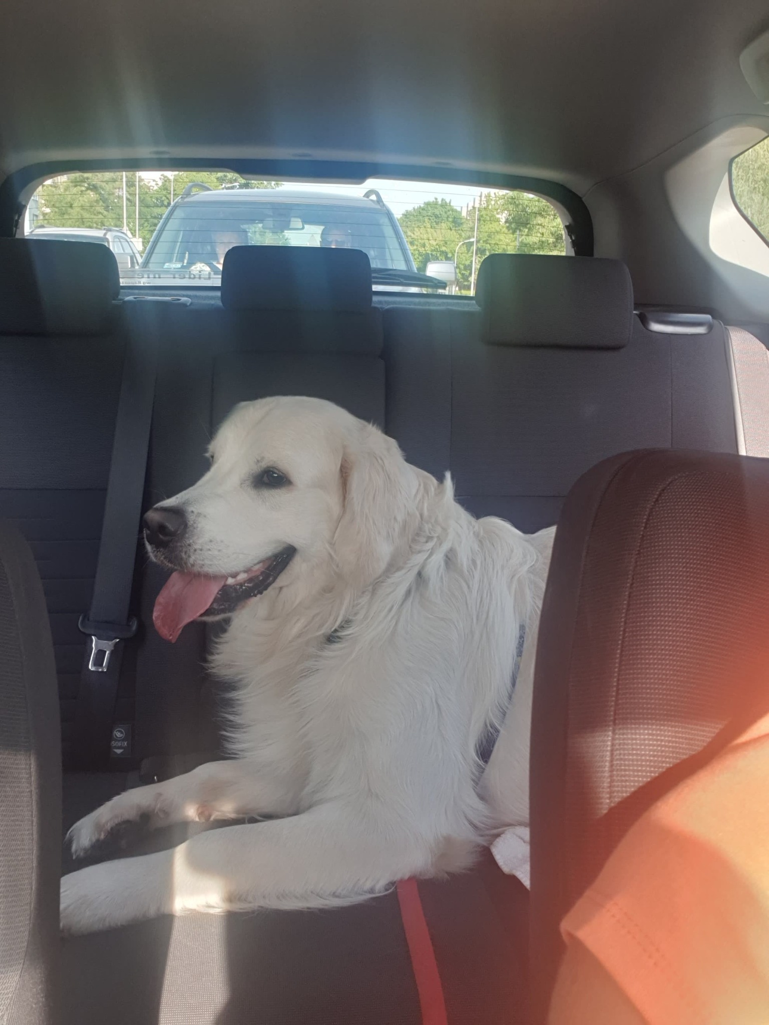 Opal w drodze do psiego parku ;-)