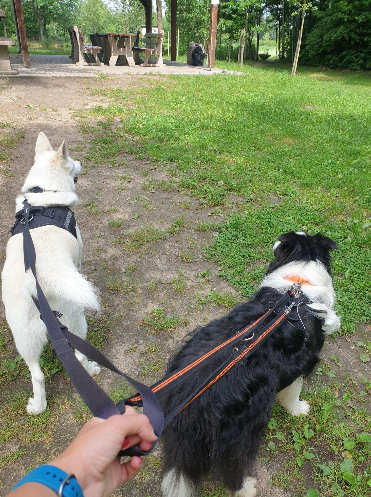 Dwa psy na smyczy, biały husky w czarnej uprzęży i czarno-biały border collie w pomarańczowej uprzęży, prowadzone przez osobę w parku.