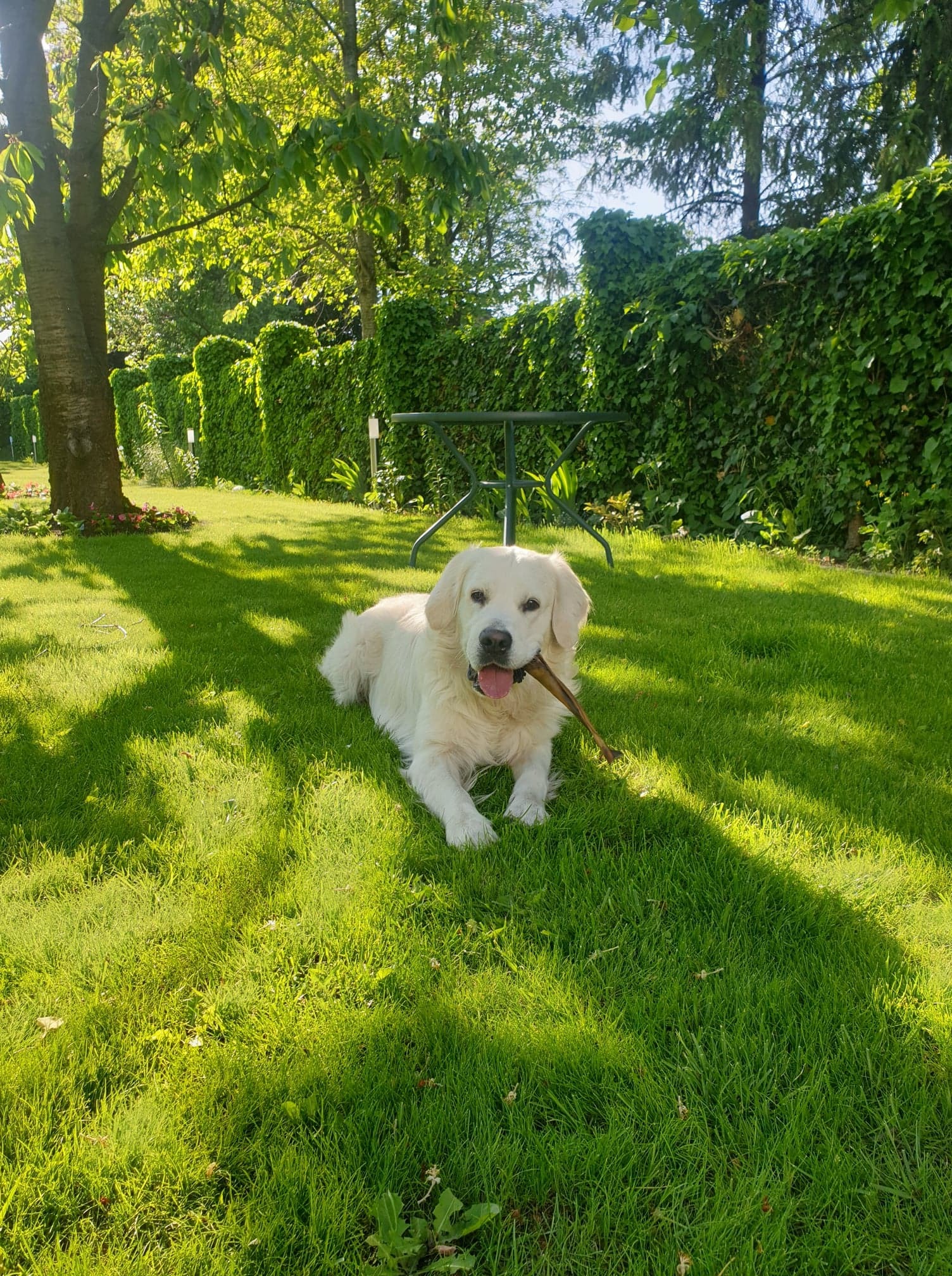 Golden retriever leży na trawie w ogrodzie, trzymając patyk w pysku, z żywopłotem w tle.
