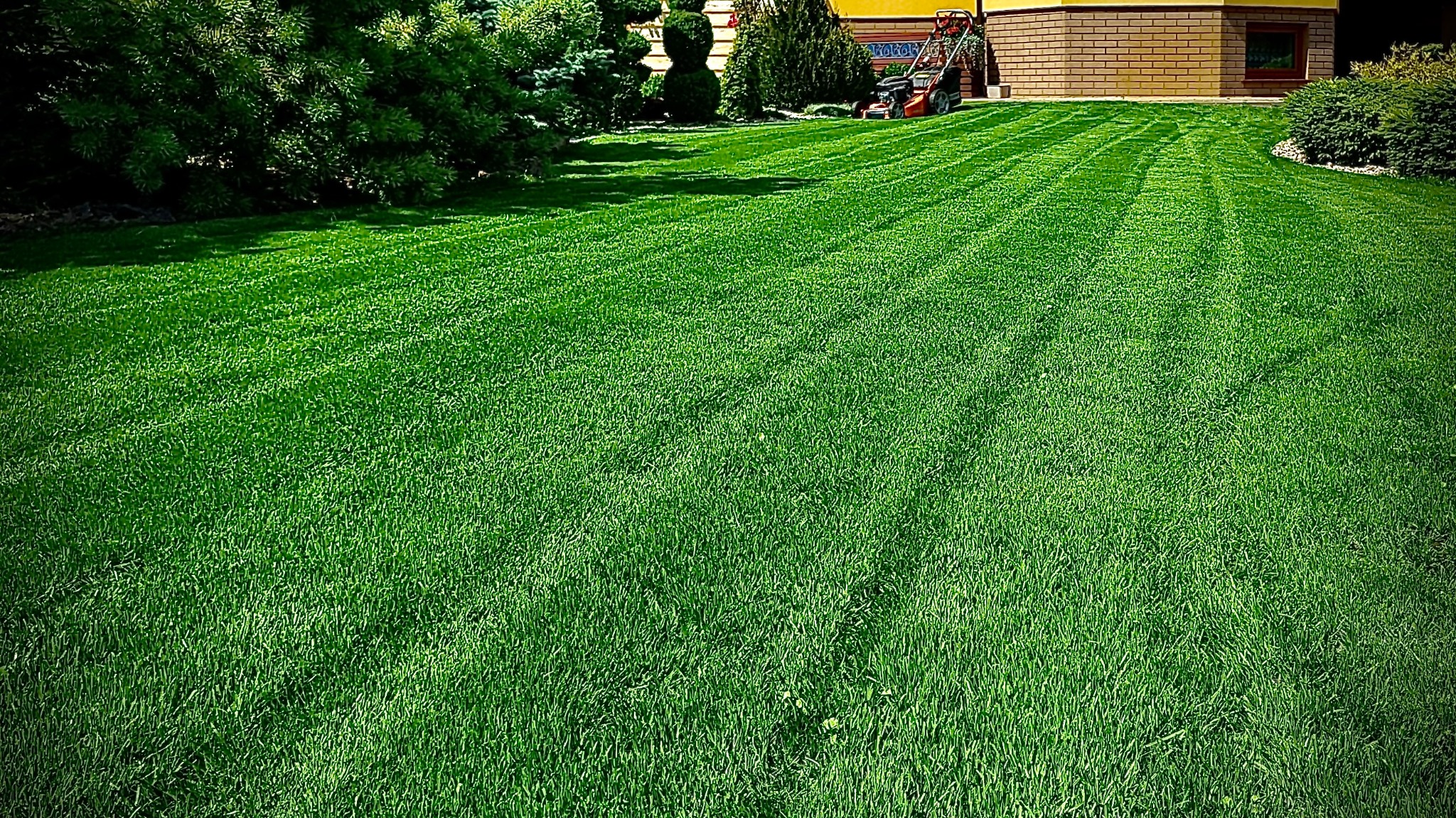 Intensywnie zielony trawnik z widocznymi śladami po kosiarce, równo przystrzyżony, z krzewami i drzewami w tle oraz fragmentem domu z cegły.