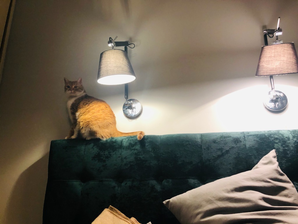 Rudy kot siedzi na wezgłowiu łóżka obitego ciemnozielonym welurem pod dwoma lampkami nocnymi.