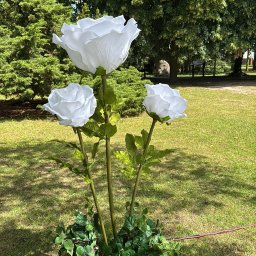 Manufaktura Zabawy - Gigantyczne kwiaty, wielkie róże.