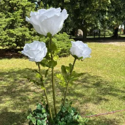 Gigantyczne kwiaty, wielkie róże.