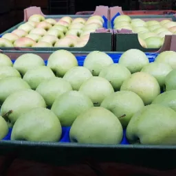 Skrzynki z zielonymi jabłkami odmiany Granny Smith, ułożone w rzędach, widoczne z bliska, gotowe do transportu.