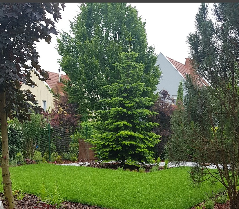 Utrzymany trawnik przed domem z różnorodną roślinnością: świerk, klon czerwony, sosna, krzewy ozdobne i drzewa liściaste w tle.