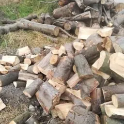 Stos pociętych klocków i gałęzi drewna na trawie, częściowo wyschniętej, z widocznymi śladami kory i sęków.