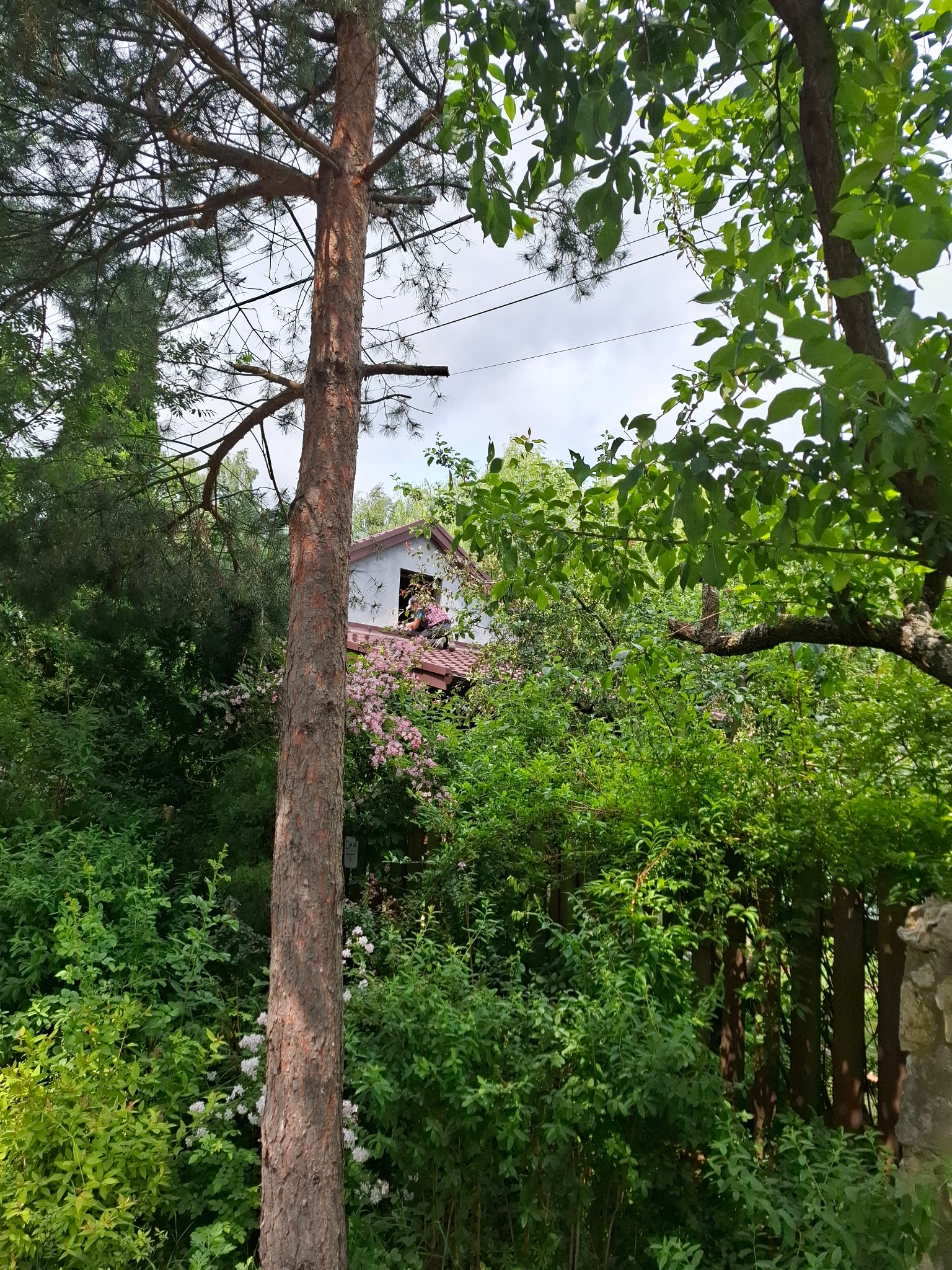 Pracownik na dachu domu z czerwonej dachówki, widoczny spoza drzew i zieleni, przy oknie na poddaszu. Prace dekarskie w otoczeniu natury.