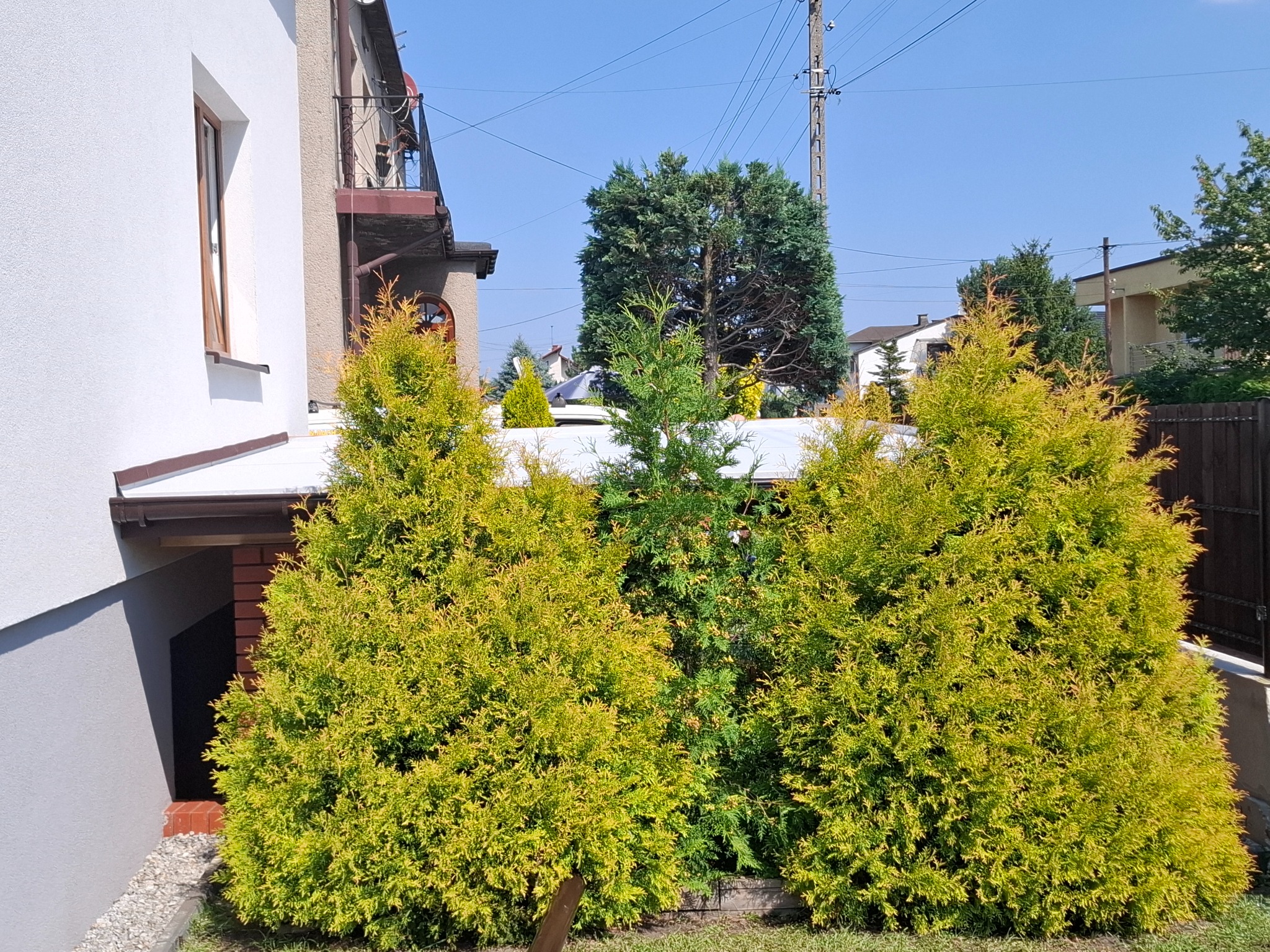 Biały dom z brązowymi rynnami i balkonem, częściowo zasłonięty przez trzy duże, zielono-żółte tuje. W tle widoczne inne domy i słup elektryczny.