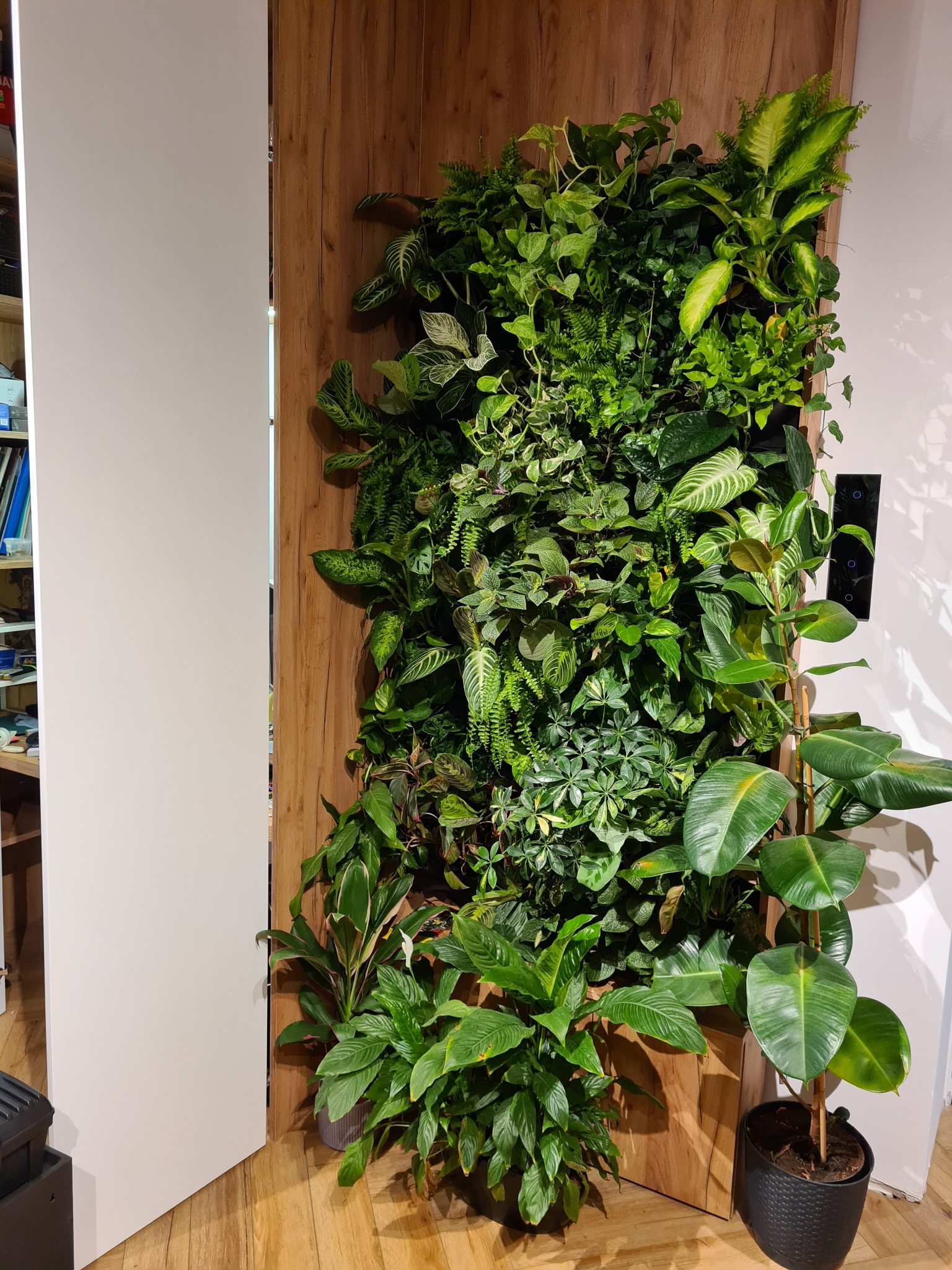 Pionowa ściana z roślin w drewnianej ramie, przylegająca do białej ściany i drzwi, z różnorodnymi gatunkami roślin i drewnianą podłogą.
