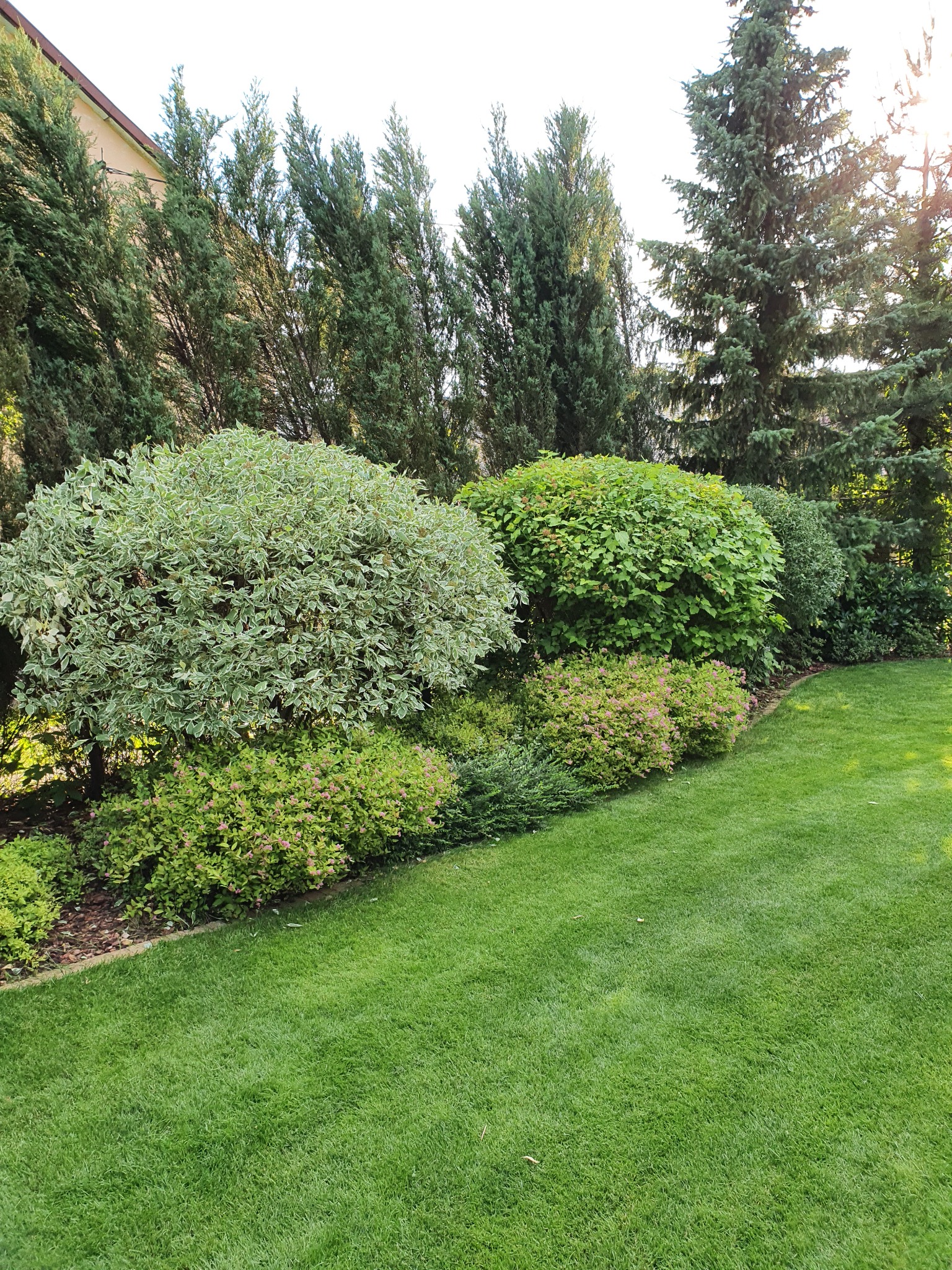 Zadbany ogród z równo przystrzyżonym trawnikiem, różnorodnymi krzewami ozdobnymi i wysokimi drzewami iglastymi w tle, oświetlony popołudniowym słońcem.