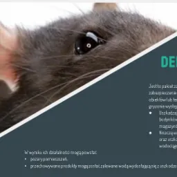 Deratyzacja - likwidacja, zabezpieczanie przed gryzoniami, obiekt&oacute;w, mieszkań teren&oacute;w