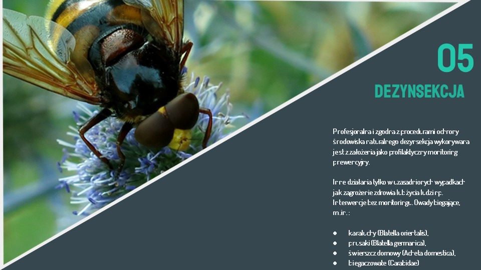 Dezynsekcja- zwalczanie szkodliwych owadów