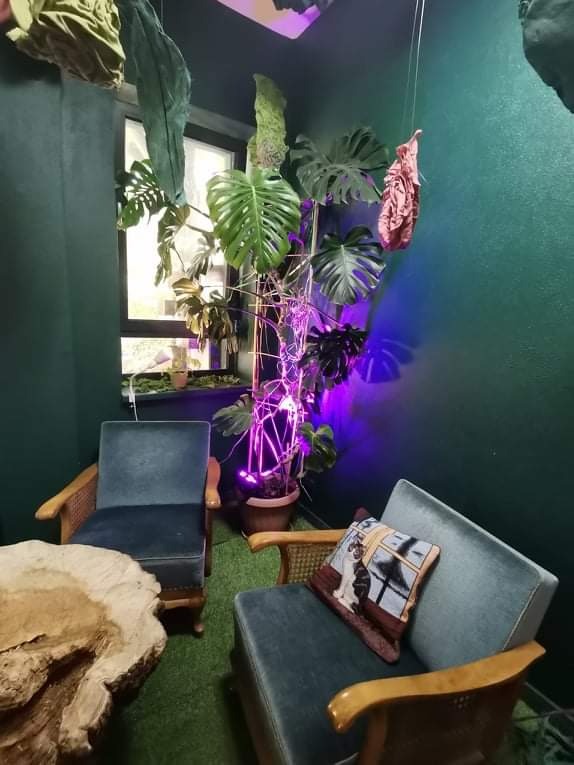 Wnętrze pokoju z ciemnozielonymi ścianami, dwoma niebieskimi fotelami, stolikiem z pnia drzewa i dużą rośliną Monstera oplecioną lampkami LED w kolorze fioletowym.