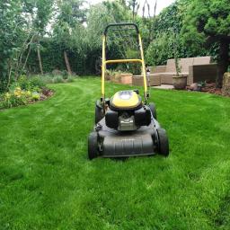 Wycinka drzew Mława 4