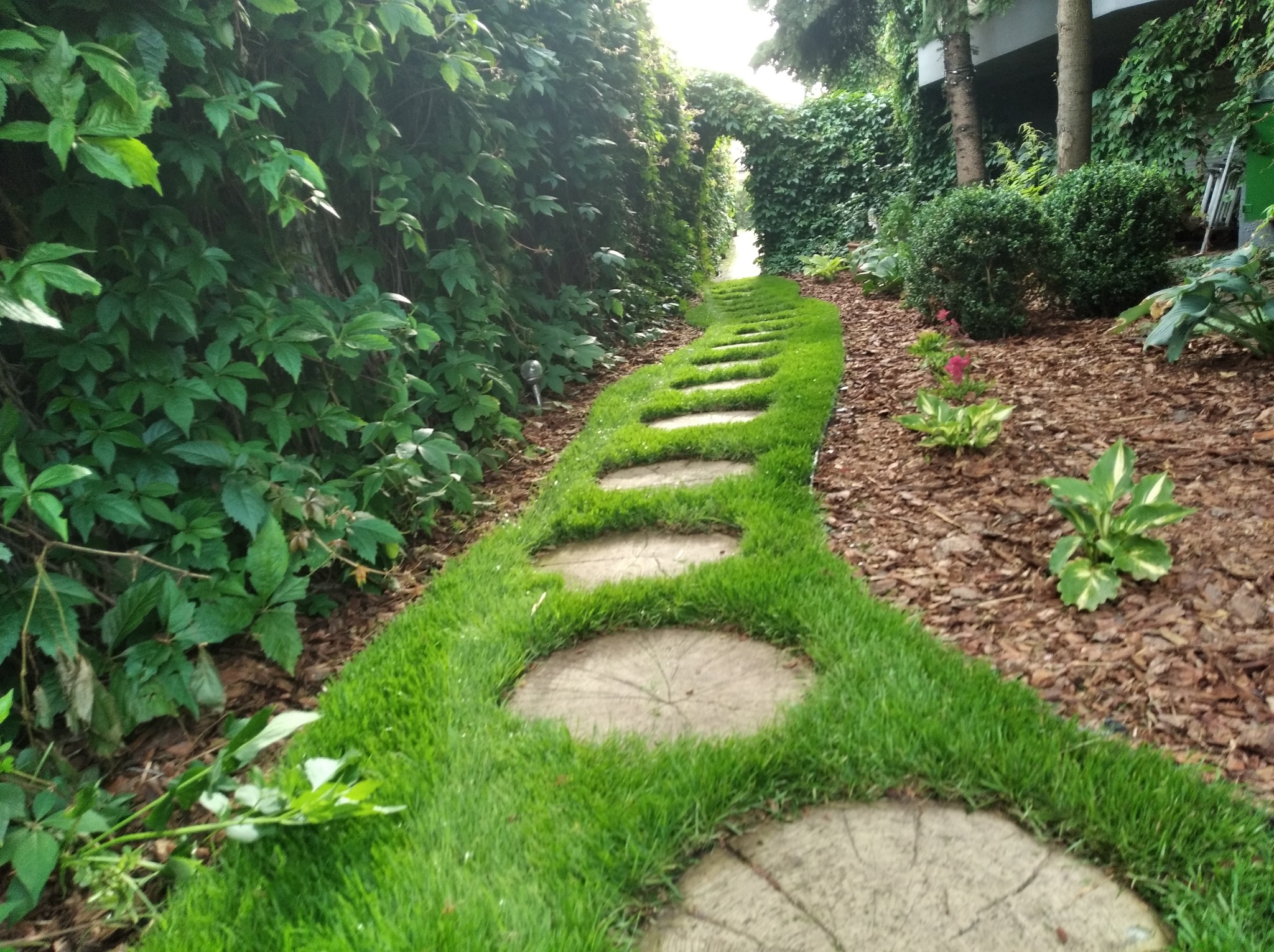 Ścieżka w ogrodzie z okrągłych kamieni otoczonych równo przystrzyżoną trawą, prowadząca przez tunel z zieleni, z widocznymi roślinami ozdobnymi i korą drzewną.