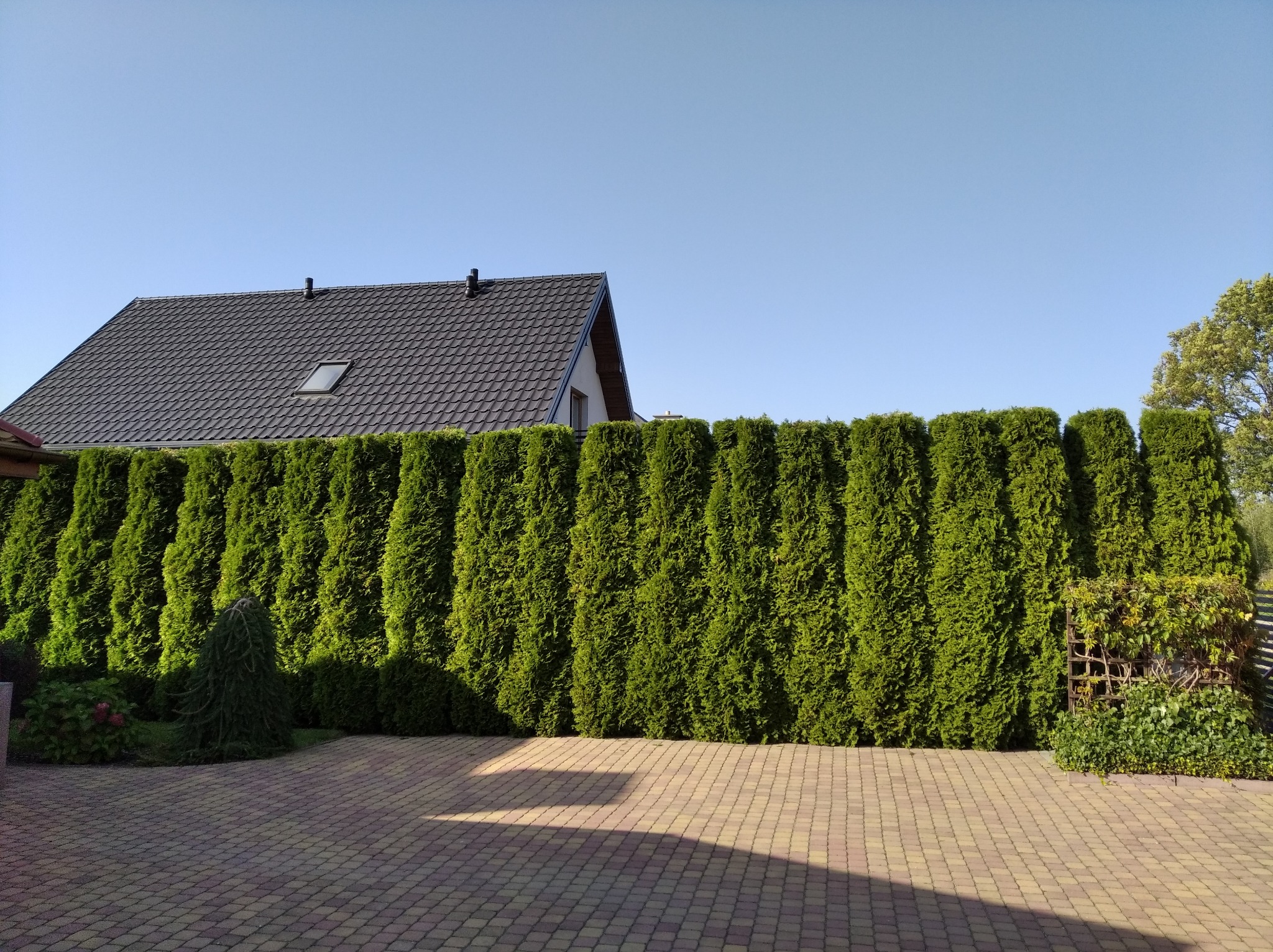 Równy, wysoki żywopłot z tui szmaragd, formowany na kształt ściany, na tle domu z ciemną dachówką i błękitnego nieba, kostka brukowa na pierwszym planie.
