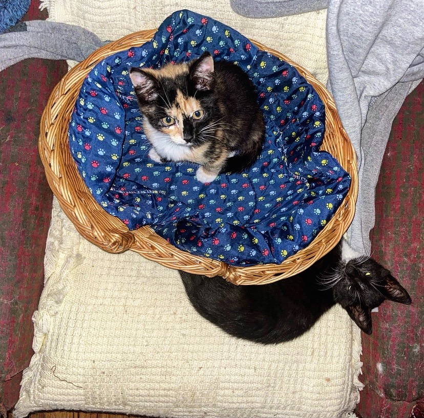 Kocię tricolor siedzi w wiklinowym koszyku wyłożonym niebieskim materiałem w kolorowe łapki, a pod koszykiem leży czarny kot z białym krawatem.