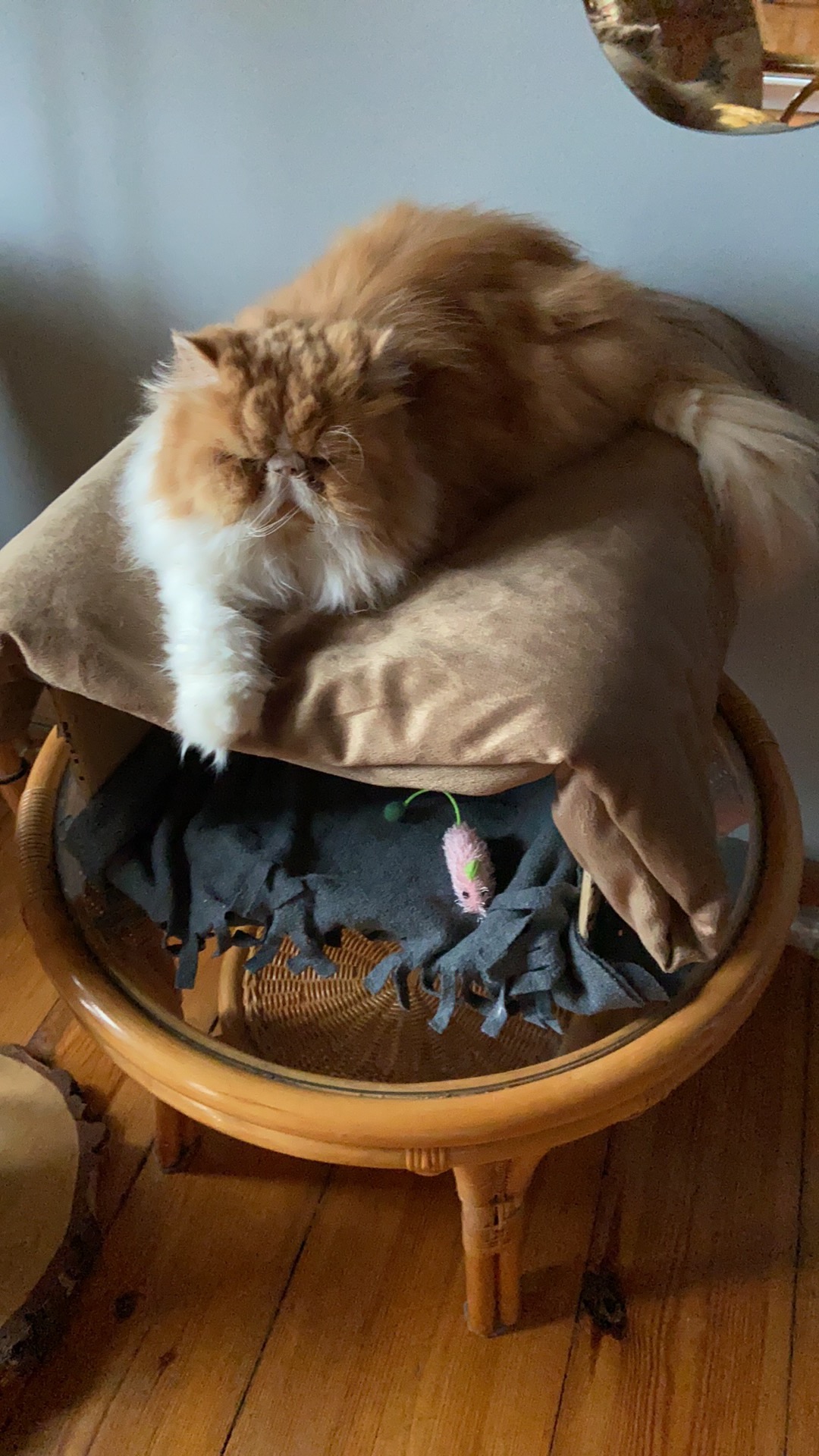 Długowłosy rudy kot perski leży na brązowej poduszce na okrągłym stoliku z wikliny, obok leży różowa zabawka myszka.