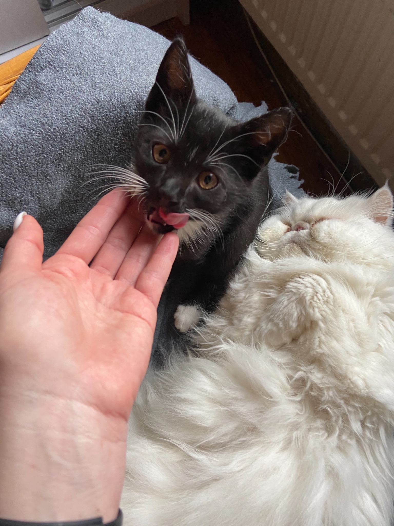 Czarno-biały kociak liże palec kobiety, obok śpiący, biały, puszysty kot perski na szarej poduszce.