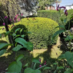 Krzew formowany w kształt kuli, otoczony trawą i kwiatami, z widocznym placem zabaw w tle.