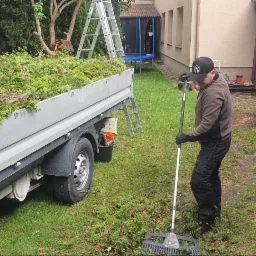 Pracownik w czapce grabi trawnik po wycince tui, przyczepa wypełniona gałęziami, drabina oparta o przyczepę, w tle budynek mieszkalny.