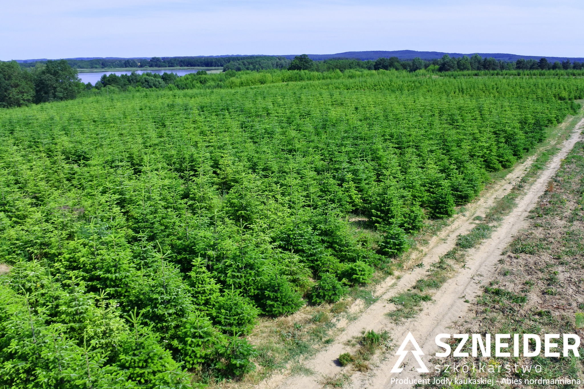 Szkółka choinek normandzkich z widocznym logo producenta w prawym dolnym rogu, w tle las i jezioro.
