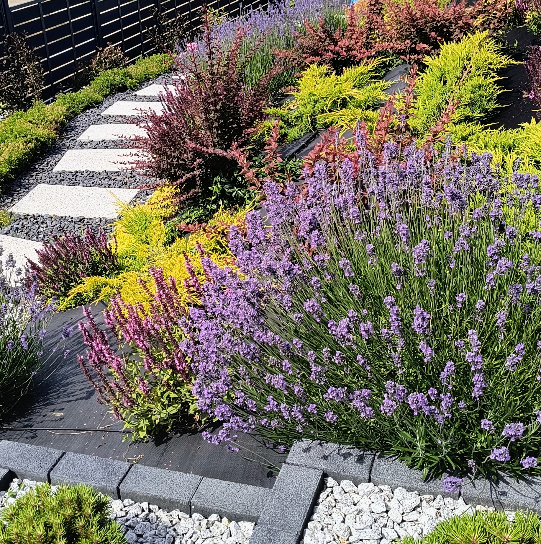 Kaskadowy ogród z kwitnącą lawendą, karłowatymi iglakami i ścieżką z płyt, wysypaną drobnym żwirem.