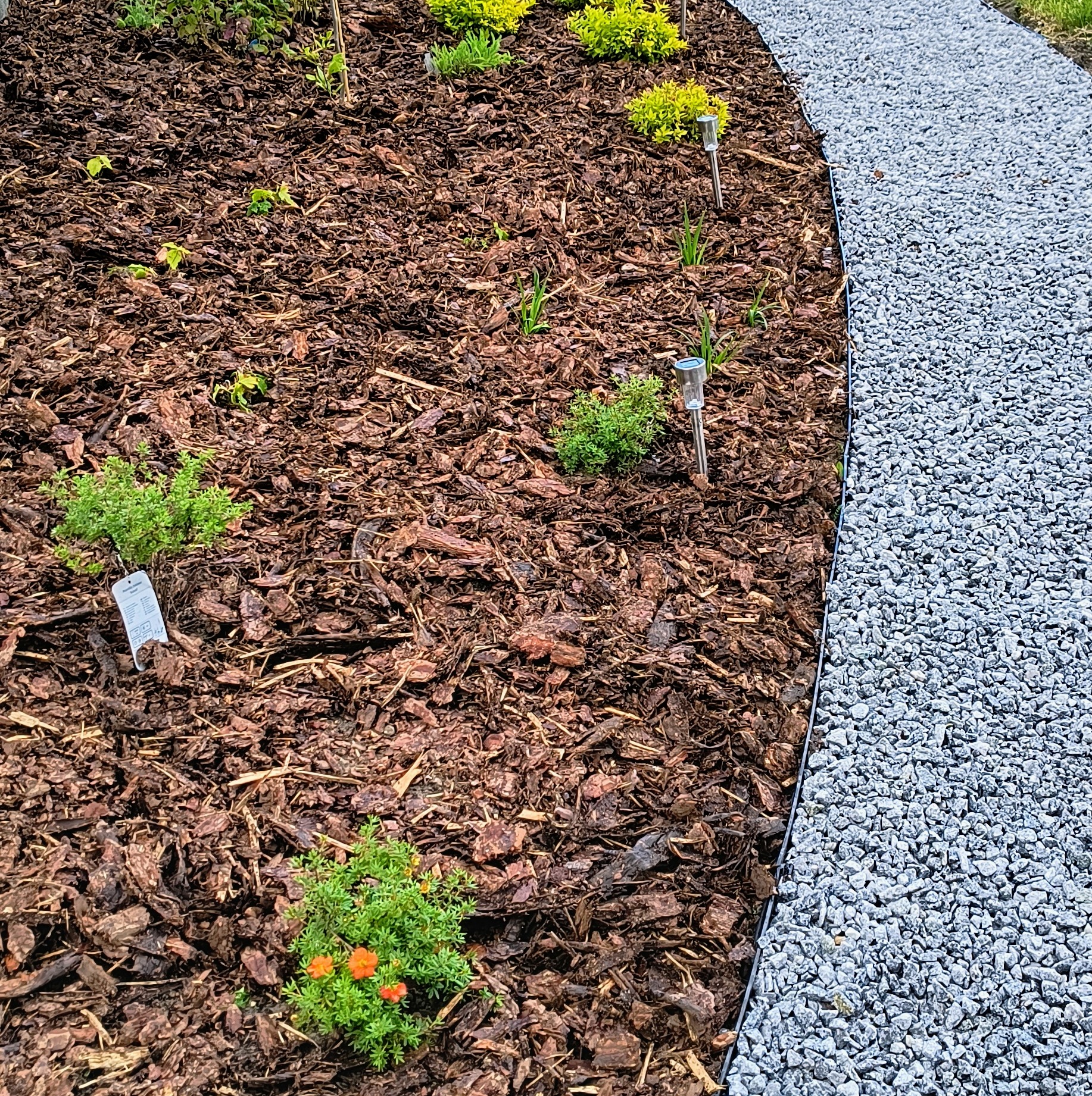 Rabata z korą, świeżo posadzonymi roślinami i ścieżką z jasnego żwiru, oddzielona czarnym obrzeżem.