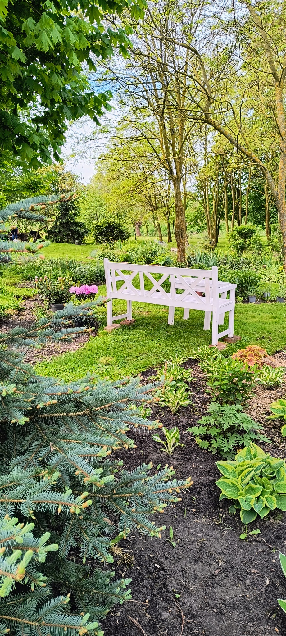Biała, drewniana ławka ogrodowa z dekoracyjnym oparciem w kształcie krzyżyków, umieszczona na trawniku w otoczeniu rabat z różnorodnymi roślinami ozdobnymi, w tle drzewa i krzewy.