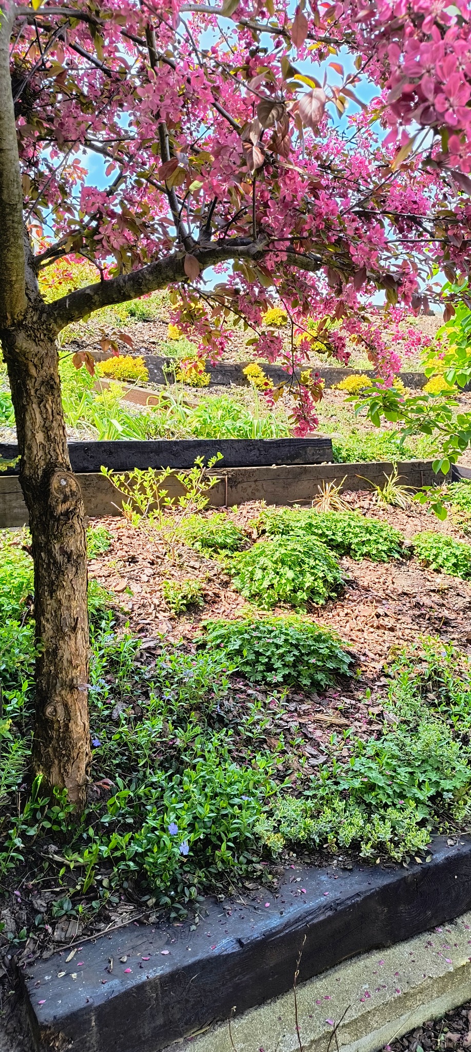 Kwitnąca jabłoń ozdobna z różowymi kwiatami, widoczna na tle zielonego ogrodu z drewnianymi obrzeżami rabat.