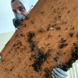 Insecteliminator sp. z o. o. - Pracownik w kombinezonie ochronnym i masce trzyma deskę pokrytą odchodami owadów i pajęczyną, widoczne ślady po insektach.