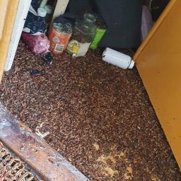 Insecteliminator sp. z o. o. - Spiżarnia z rozsypanym pokarmem dla gryzoni, widoczne puszki, słoiki, torba z Biedronki i inne przedmioty.