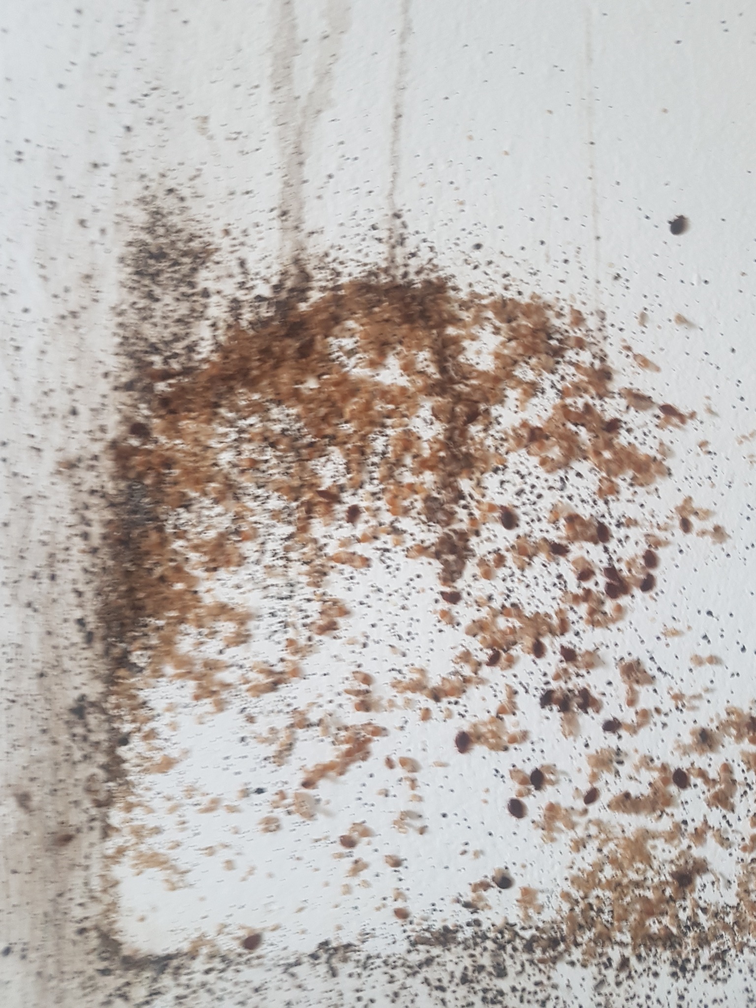 Ślady po insektach i ich odchodach na pomalowanej ścianie, widoczne brązowe i czarne plamy oraz drobne cząstki.