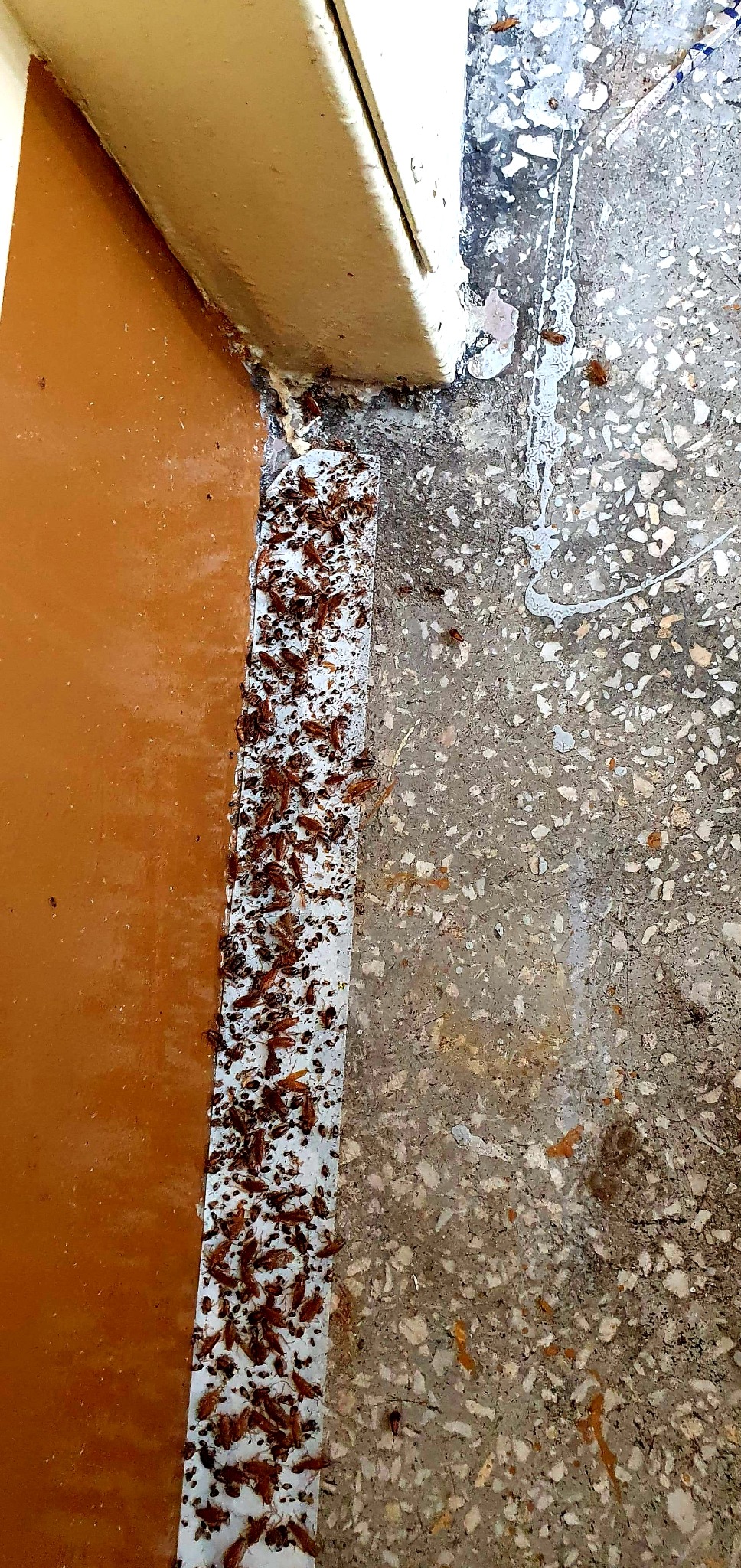 Lepa na karaluchy przy ścianie, widoczne martwe owady przyklejone do powierzchni.