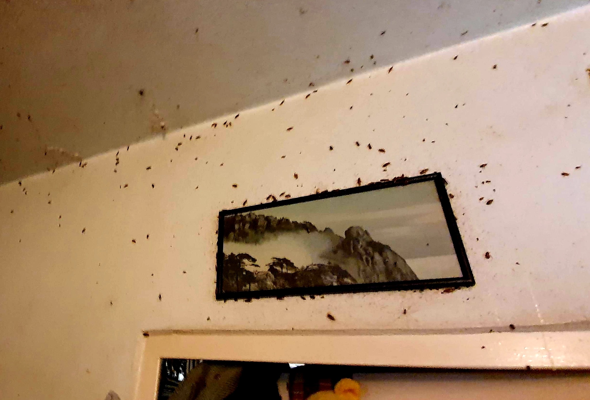 Inwazja karaluchów na ścianie i suficie wokół wiszącego obrazu przedstawiającego górski krajobraz.