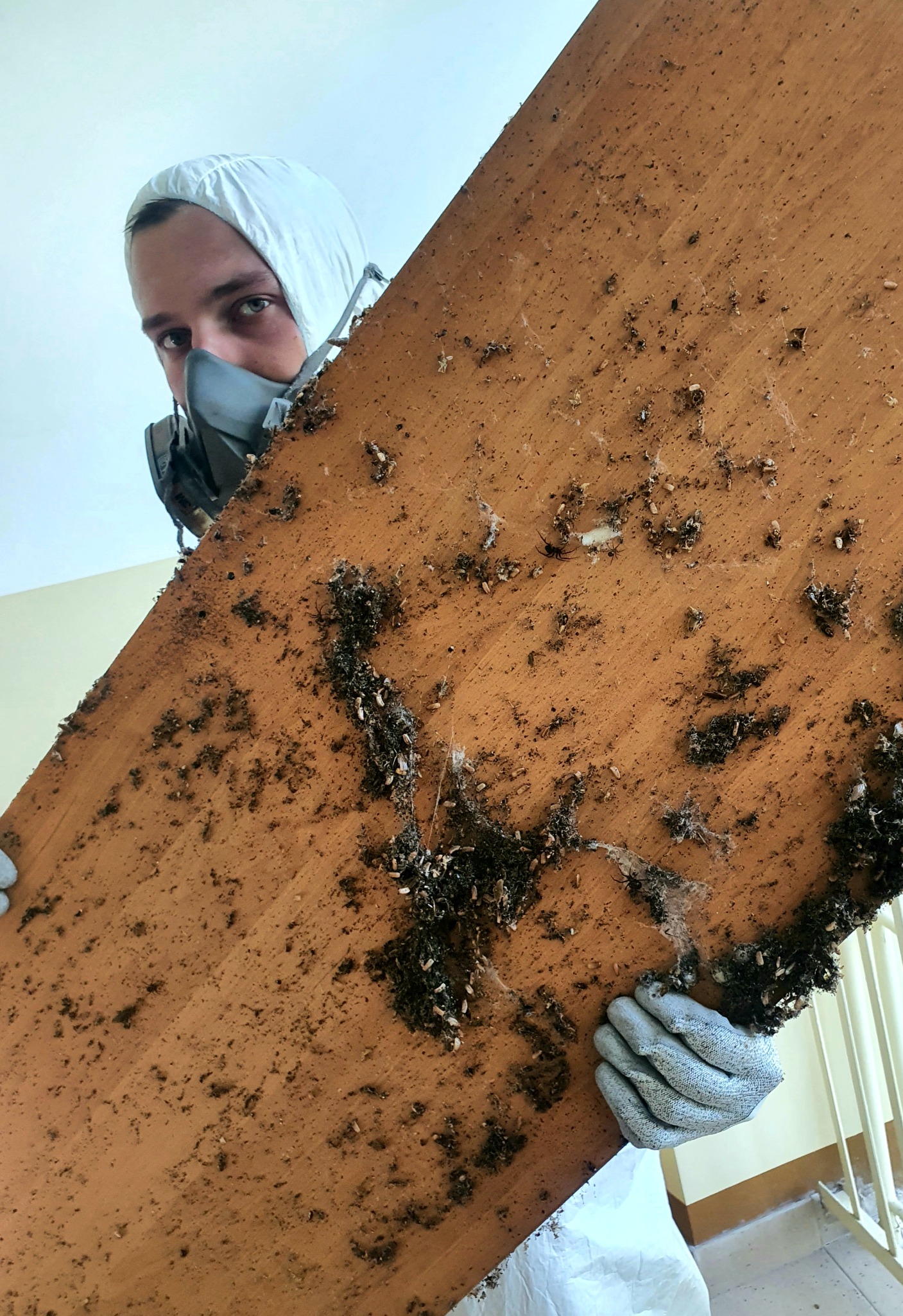 Pracownik w kombinezonie ochronnym i masce trzyma deskę pokrytą odchodami owadów i pajęczyną, widoczne ślady po insektach.