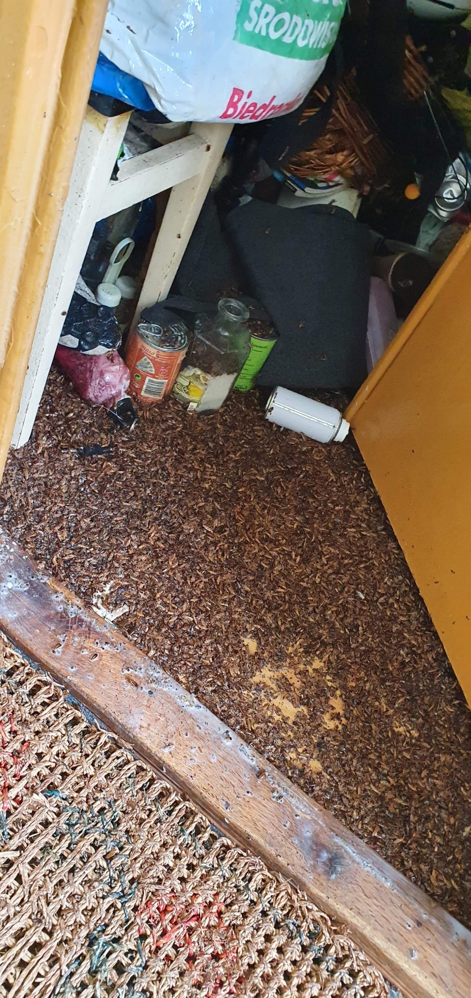 Spiżarnia z rozsypanym pokarmem dla gryzoni, widoczne puszki, słoiki, torba z Biedronki i inne przedmioty.