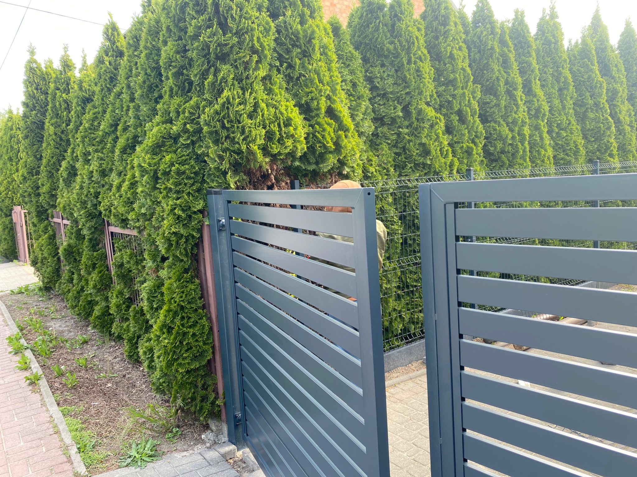 Nowoczesna, szara brama wjazdowa z poziomymi panelami, otwarta na tle rzędu wysokich, zielonych tuj i fragmentu ogrodzenia panelowego.