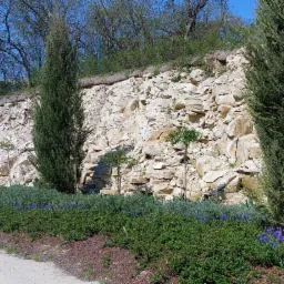 Ogród skalny z niską roślinnością, niebieskimi kwiatami i dwoma smukłymi cyprysami na tle jasnego, kamiennego muru oporowego.