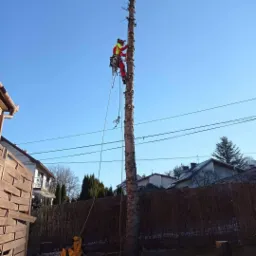 Arborysta w czerwonym kombinezonie, zabezpieczony linami, przycina wysokie drzewo z użyciem piły łańcuchowej; widoczne są okoliczne domy i błękitne niebo.