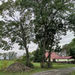 Dwa wysokie drzewa z zielonymi liśćmi na tle pochmurnego nieba, obok sterta kamieni i oddalony dom z czerwonym dachem.