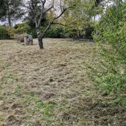 Teren po koszeniu trawy z drzewem z obciętymi gałęziami i betonowym elementem w tle.