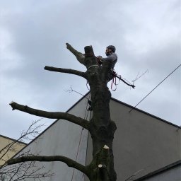 Pielęgnacja ogrodów Poznań 4