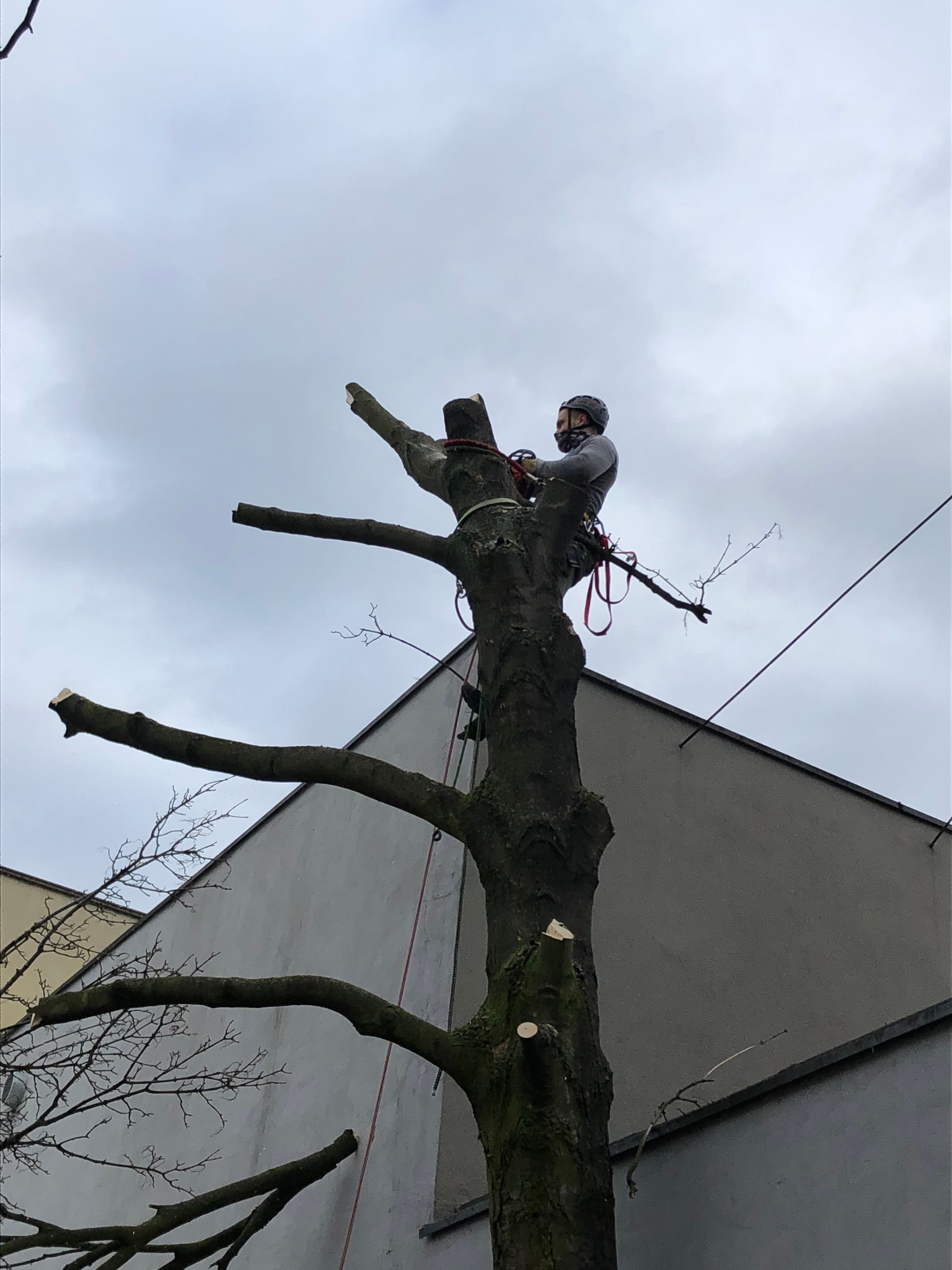 Arborysta w kasku i masce, zabezpieczony linami, przycina gałęzie wysokiego drzewa w pobliżu budynku mieszkalnego, pochmurne niebo w tle.