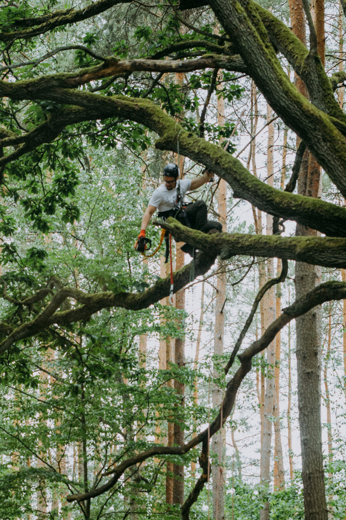 Arborysta w kasku i uprzęży, z pilarką w dłoni, siedzi na grubym, omszałym konarze drzewa podczas przycinania gałęzi w lesie.