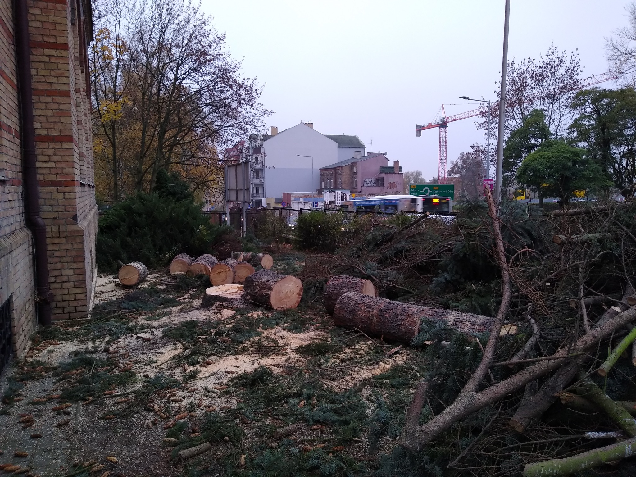 Ścięte pnie i gałęzie drzew iglastych leżące na ziemi przy budynku z cegły, w tle widoczny żuraw budowlany i ruch uliczny.