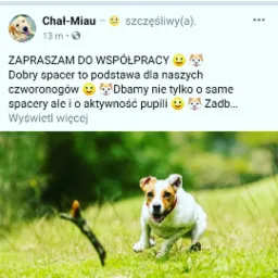Jack Russell Terrier w biegu na trawie, z ciemną gałązką w tle, uchwycony w dynamicznym ujęciu z niskiej perspektywy.