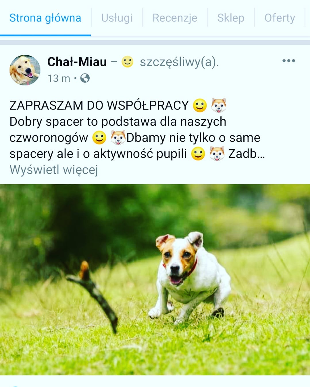 Jack Russell Terrier w biegu na trawie, z ciemną gałązką w tle, uchwycony w dynamicznym ujęciu z niskiej perspektywy.